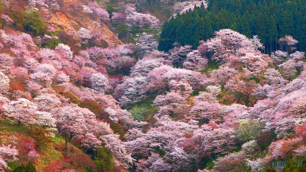 Lễ hội Hanami - Dự báo lịch ngắm hoa anh đào Nhật Bản 2019 