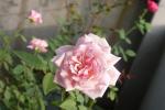Kỹ thuật chăm sóc hoa hồng đào cổ giúp hoa nở rực rỡ vào dịp xuân về