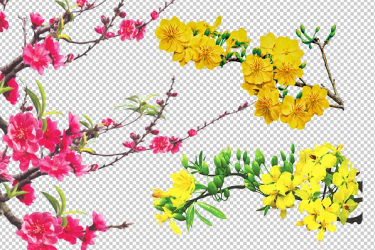 Download 20 mẫu hoa mai vector cành hoa mai vàng vector